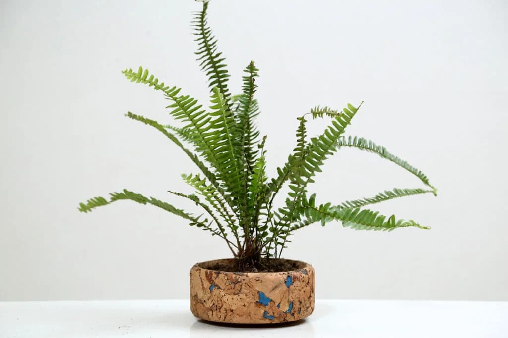 Cork Round Planter