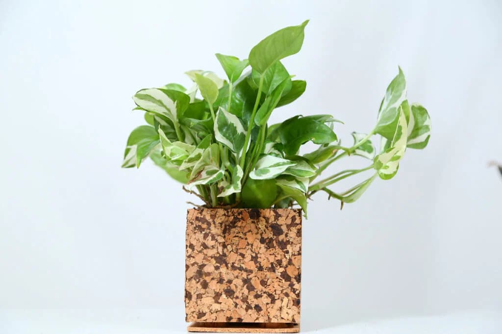 Choco Chip Cork Planter